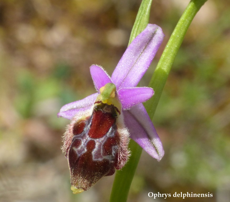 Grecia 23_25 aprile 2016  un fine settimana tra le orchidee.